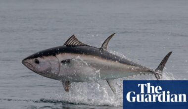 Country diary: The breathtaking sight of a tuna taking flight in British waters | Fish