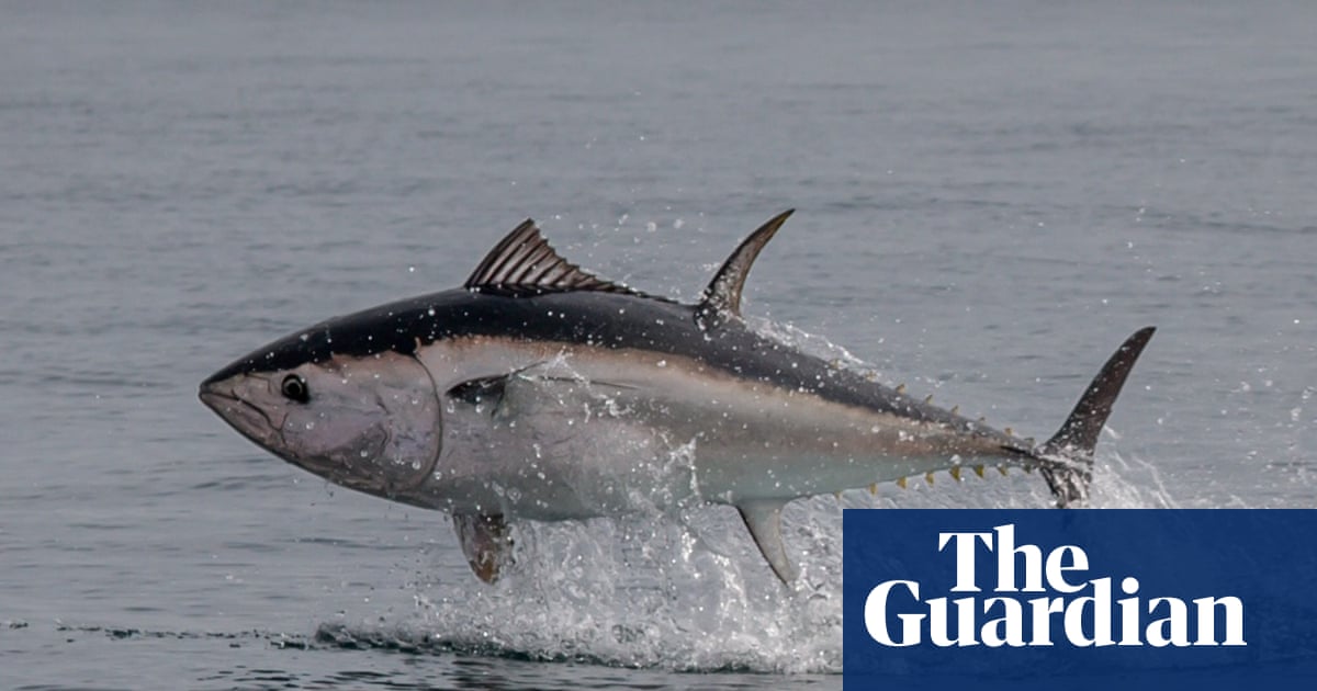 Country diary: The breathtaking sight of a tuna taking flight in British waters | Fish