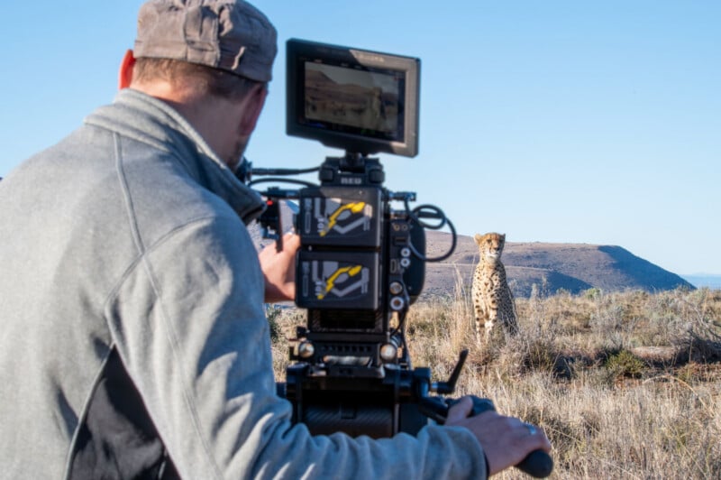 A person in a grey jacket and cap films a cheetah standing in a dry, grassy field with a professional video camera.
