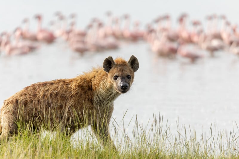A spotted hyena stands in tall grass, looking toward the camera with a blurred flock of flamingos in the background.