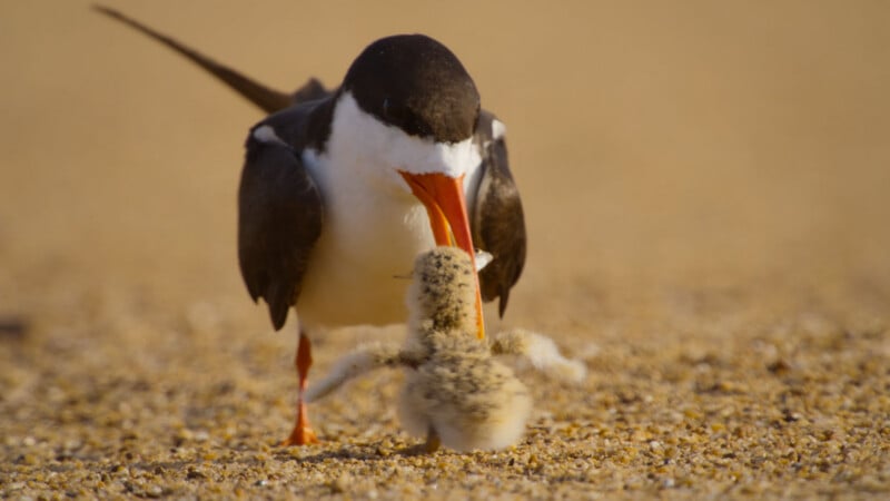 An adult black skimmer with a bright orange beak feeds a small, fluffy chick on a sandy beach.