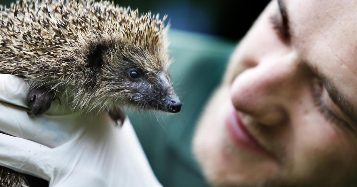 Wildlife rescue closed to new admissions due to shortage