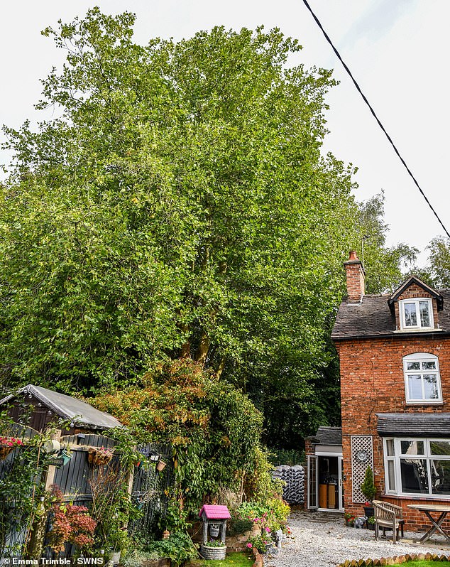 Worried villagers in Tean, Staffordshire, have voiced their concerns about dozens of trees planted in 1988 that have grown to more than 60ft
