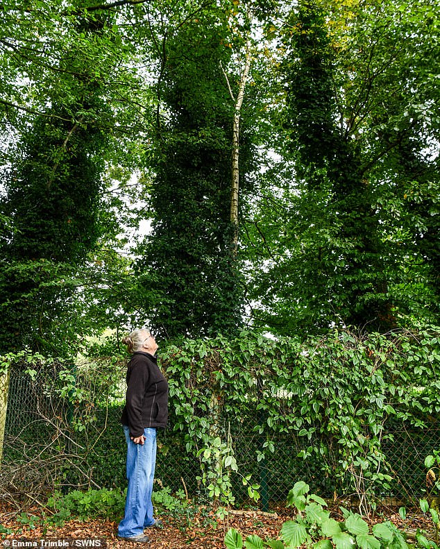 Kay Mitchell looks up at the trees which have grown so high they block sunlight from her home