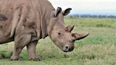 The world’s loneliest wild animals: These rare species are surviving in tiny isolated populations with fewer and fewer mates