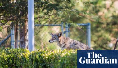Trendy LA neighborhood’s war over wild coyote erupts after child attacked | Los Angeles