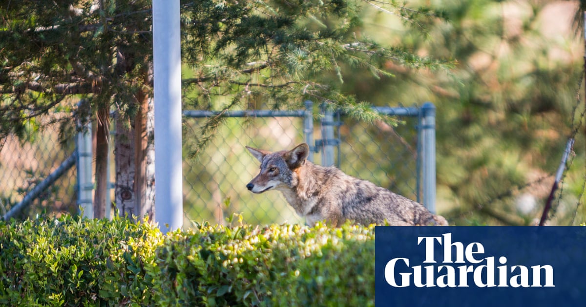 Trendy LA neighborhood’s war over wild coyote erupts after child attacked | Los Angeles