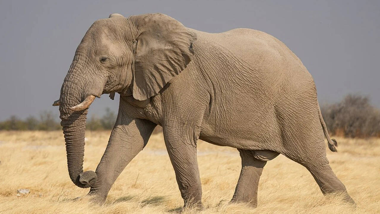 Male African bush elephant in Etosha National Park, Namibia. Image Credits: Wikimedia Commons. 178_Male_African_bush_elephant_in_Etosha_National_Park_Photo_by_Giles_Laurent
