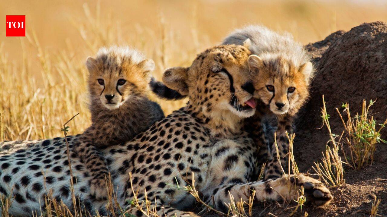Meet Kuno National Park’s newest little stars: India-born cheetah KGP12 gives birth to 4 cubs; “truly historic and joyous moment for Project Cheetah”