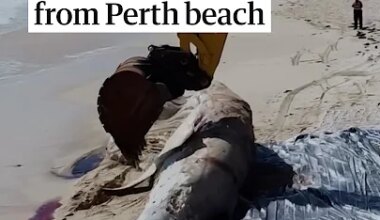 Mammoth operation under way to remove 31-tonne whale carcass from Perth beach - YouTube
