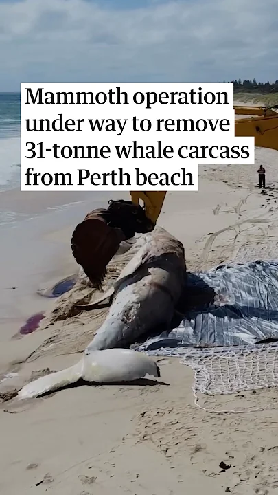 Mammoth operation under way to remove 31-tonne whale carcass from Perth beach - YouTube