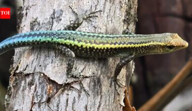 In 2010, just 66 Christmas Island blue-tailed skinks were saved; 15 years later, 545 were released on a new island﻿ | World News