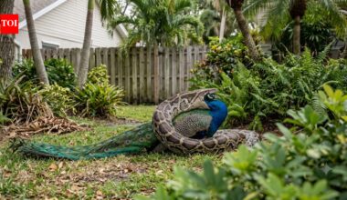 Burmese python swallows a pet peacock in Florida: 7 unusual animals pythons have eaten, from alligators and deer to porcupines and even other snakes