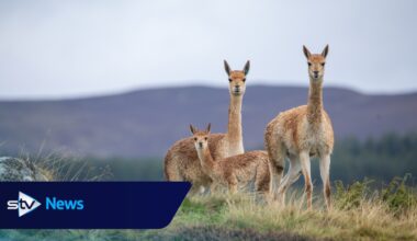 Second baby vicuna born at Highland Wildlife Park this year