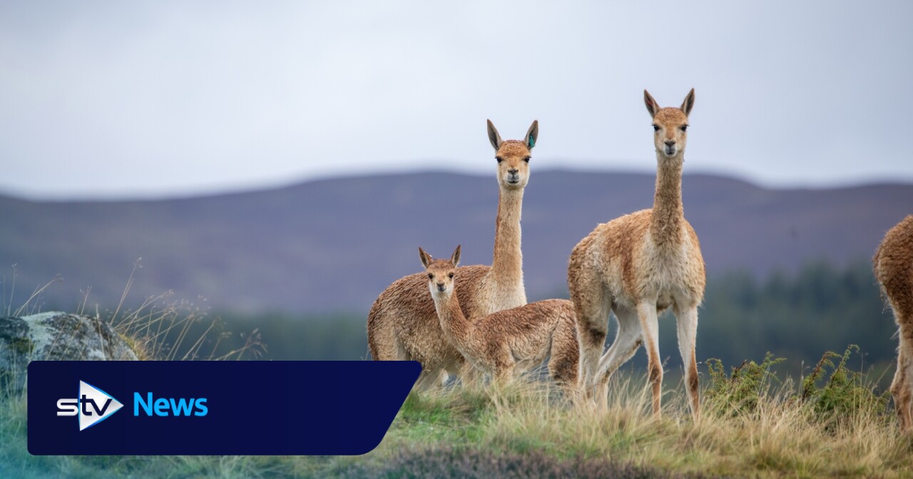 Second baby vicuna born at Highland Wildlife Park this year