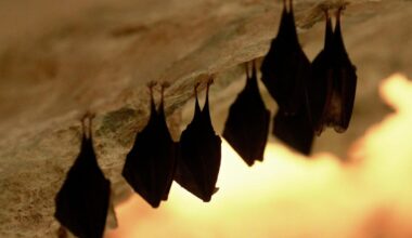 School officials can’t figure out how their building became a bat haven with eight found in just over two weeks