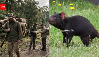 In 1830, Tasmania paid people to kill its now-iconic devils; females earned a higher bounty than males |