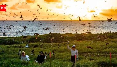 Australia funds more than $1 million to remove invasive weeds from a small island; the goal is to rebuild nesting habitat for seabirds | World News