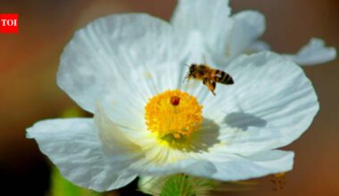 US biologists searching the Mojave Desert found six previously unknown Mojave poppy bee population groups; the new evidence helped determine the tiny specialist bee does not need endangered-species listing