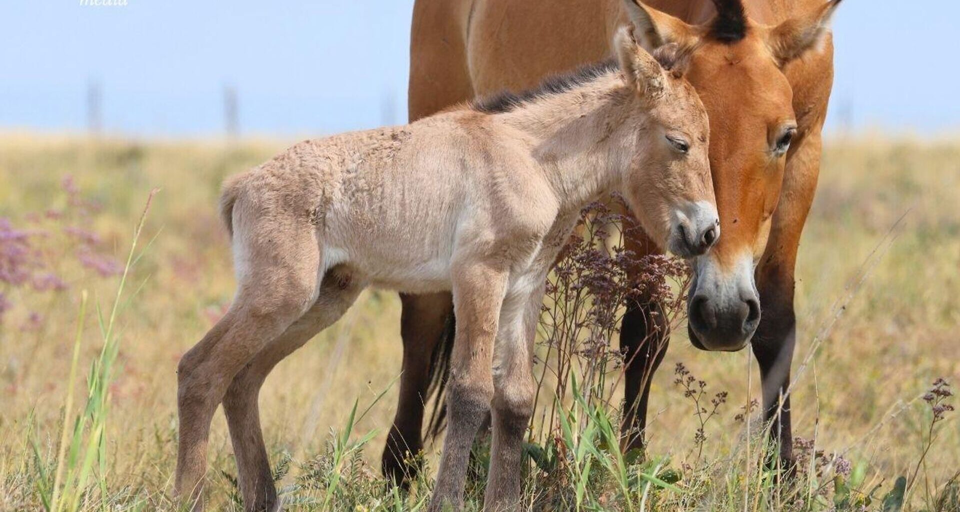 First Przewalski’s Horse Foals Born in Kazakhstan Named Botai and Tumar