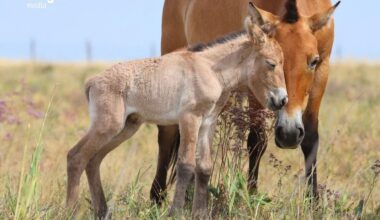 First Przewalski’s Horse Foals Born in Kazakhstan Named Botai and Tumar