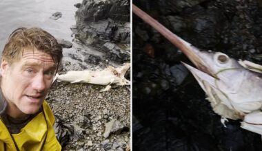 A swordfish was found on Haida Gwaii. Will more follow?