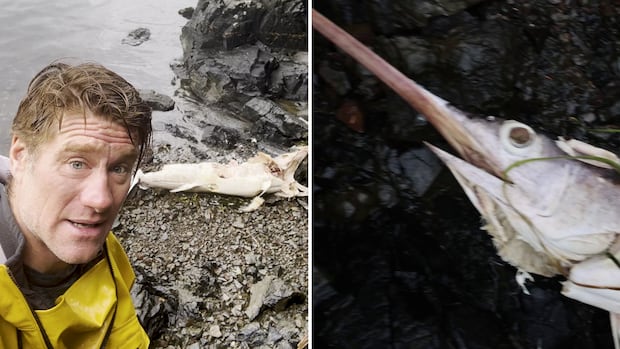 A swordfish was found on Haida Gwaii. Will more follow?