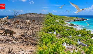 After goats were removed in the 1990s and cats in 2001, Klein Curacao island restored native plants, helping nine bird species breed by 2022 | World News