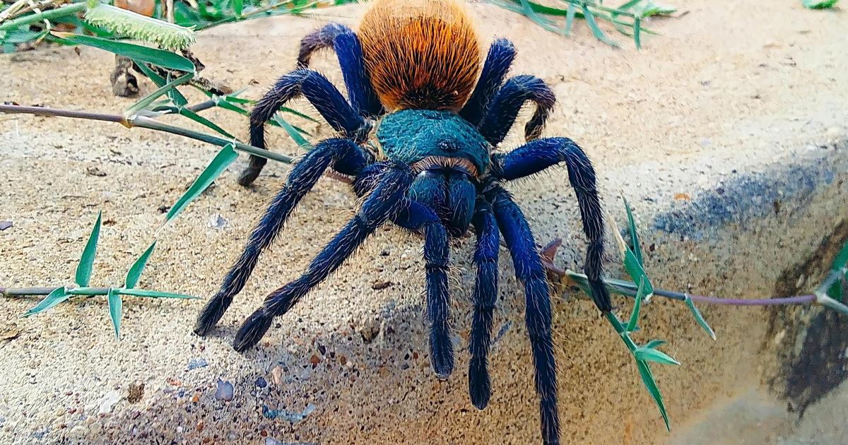 Spider season: Big spiders enter UK homes as tarantulas seen