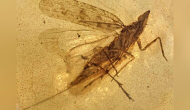 New 99-million-year-old insect species had feeding tubes nearly twice its body length