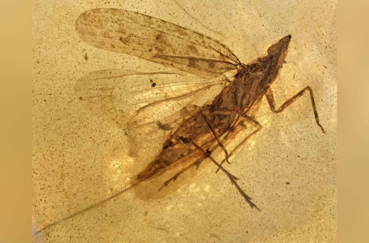 New 99-million-year-old insect species had feeding tubes nearly twice its body length