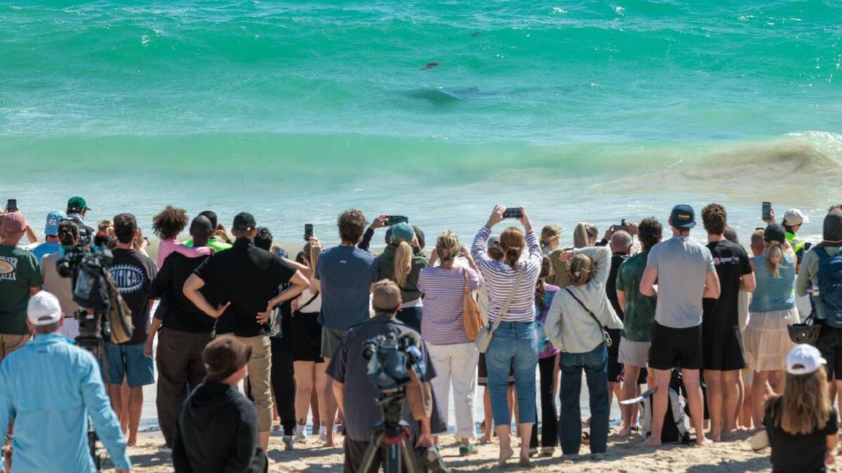 A 63-year-old man was killed in an attack by a great white shark off Perth's Sorrento Beach. (Richard Wainwright/AAP PHOTOS)