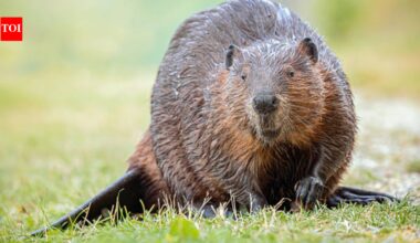 London brought back beavers after 400 years to fight floods: How the animals built dams, created natural reservoirs and turned a railway station’s flood-prone surroundings into a surprising wetland defence