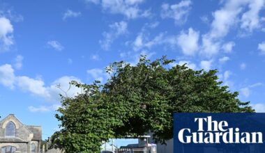 Bendy elm still standing against all odds crowned UK tree of the year | Trees and forests