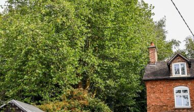 Worried villagers in Tean, Staffordshire, have voiced their concerns about dozens of trees planted in 1988 that have grown to more than 60ft