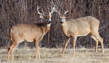 Trail cam captures buck walking around with another deer's antlers dangling from its rack