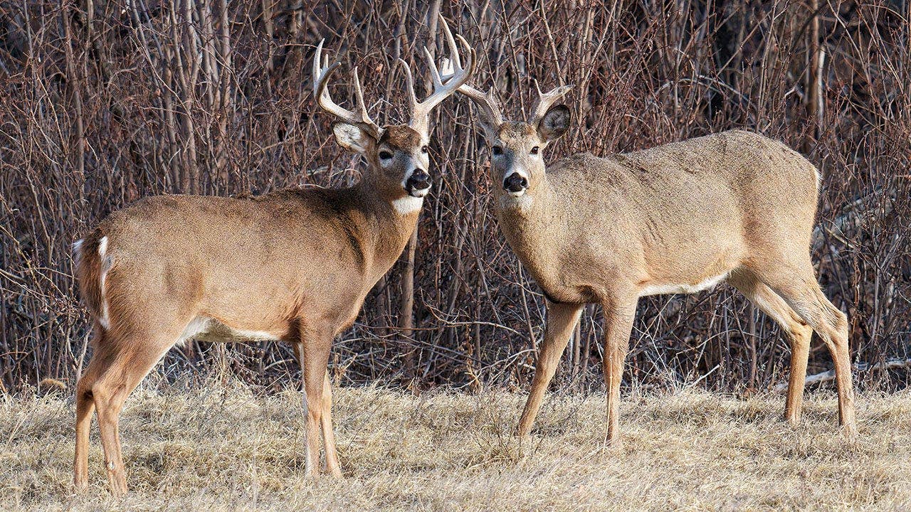 Trail cam captures buck walking around with another deer's antlers dangling from its rack