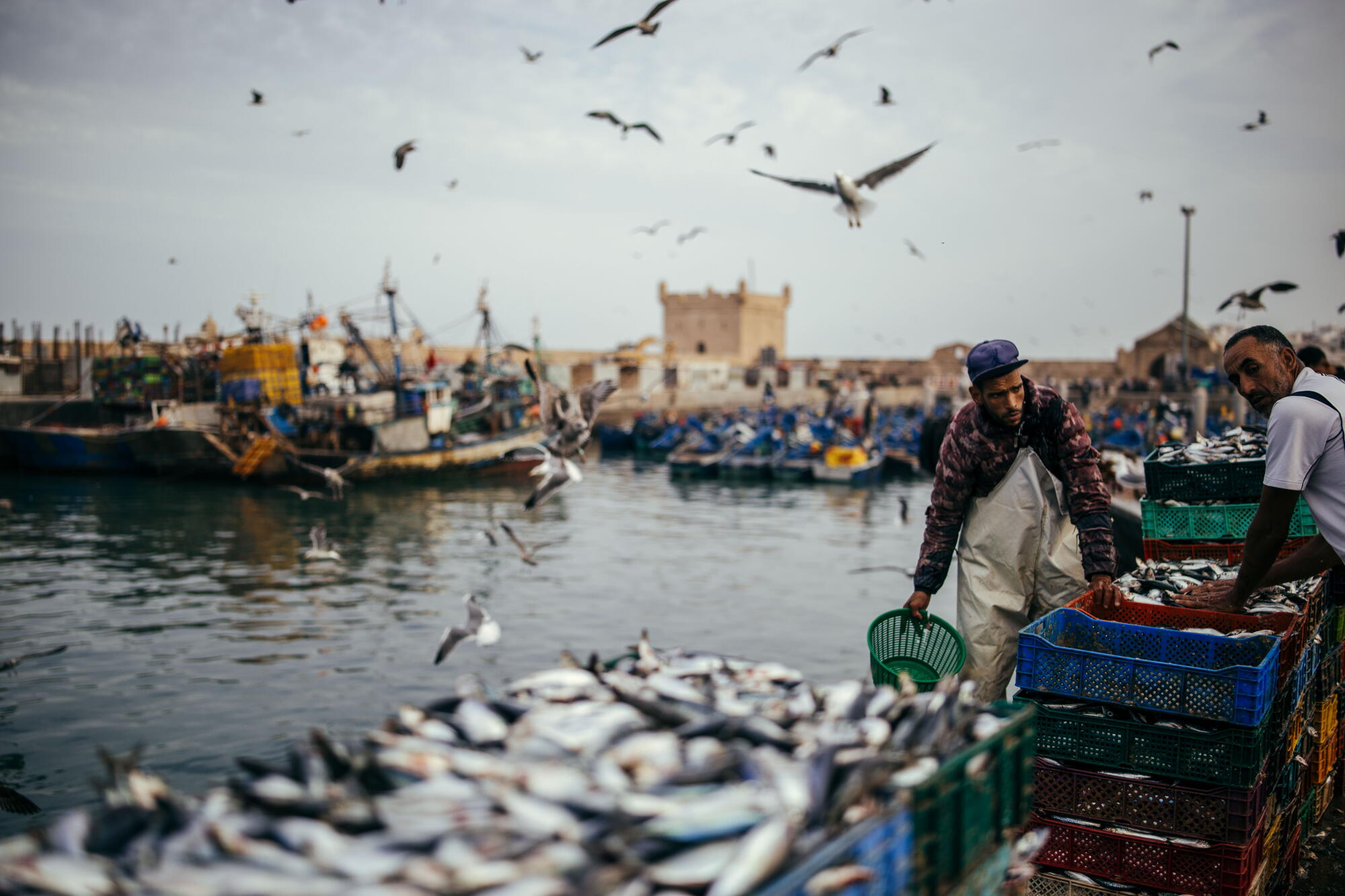 Sahrawi fishermen offloading a fresh catch of fish