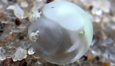 If You Find A Translucent Orb On The Beach, It May Be An 'Ancient Critter' About To Hatch
