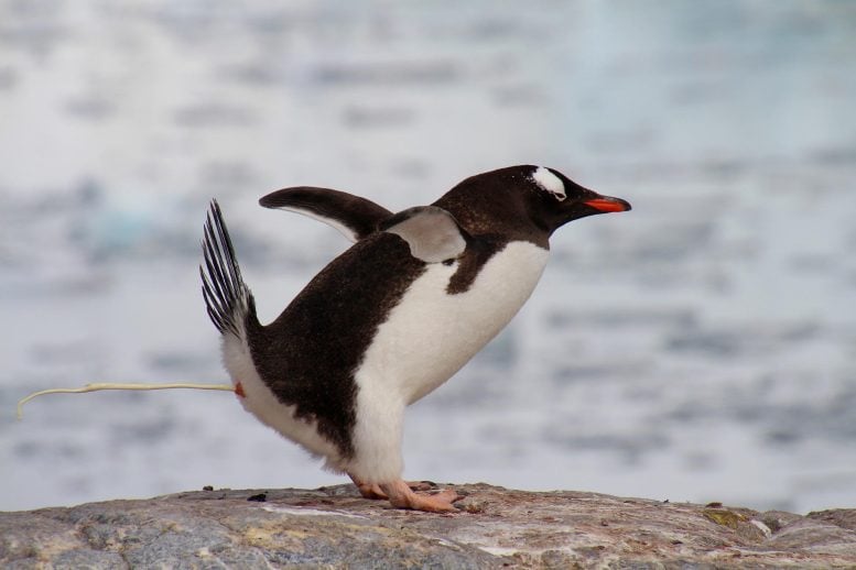 Gentoo Penguin Poop