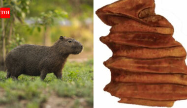 Scientists found a 9-million-year-old capybara relative's tooth in Chile's Atacama Desert, one of Earth's driest places; the water-loving animal adds evidence that the region once supported wetlands and a much wetter climate
