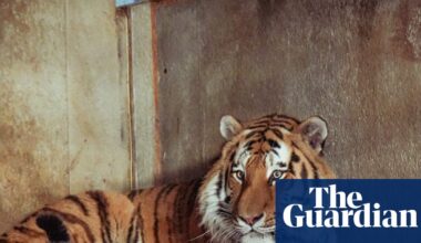 Wildlife park confirms tiger will not be euthanised after man mauled to death | Yorkshire