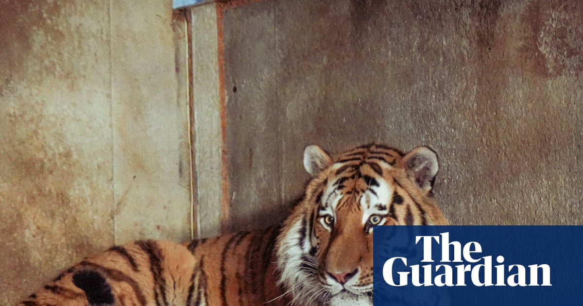 Wildlife park confirms tiger will not be euthanised after man mauled to death | Yorkshire