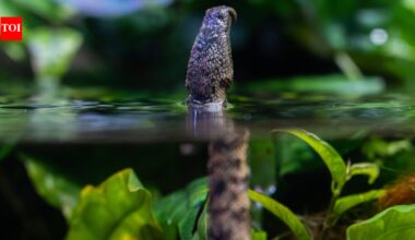 The snake that tricks fish into swimming straight into its mouth: How could a snake respond so effectively to the movement of prey that had not yet happened?