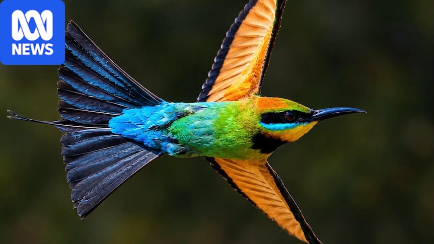 Colourful photos of unique species show why Darwin is known as the 'city of birds'