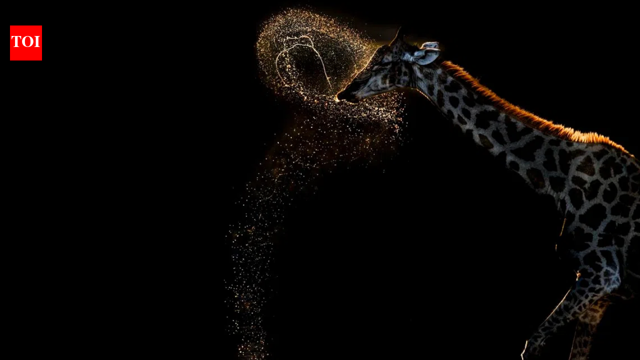 72-year old Vaidehi Chandrasekar won gold at the 2026 World Nature Photography Award for clicking a giraffe expelling a perfect arc of water after drinking in Botswana