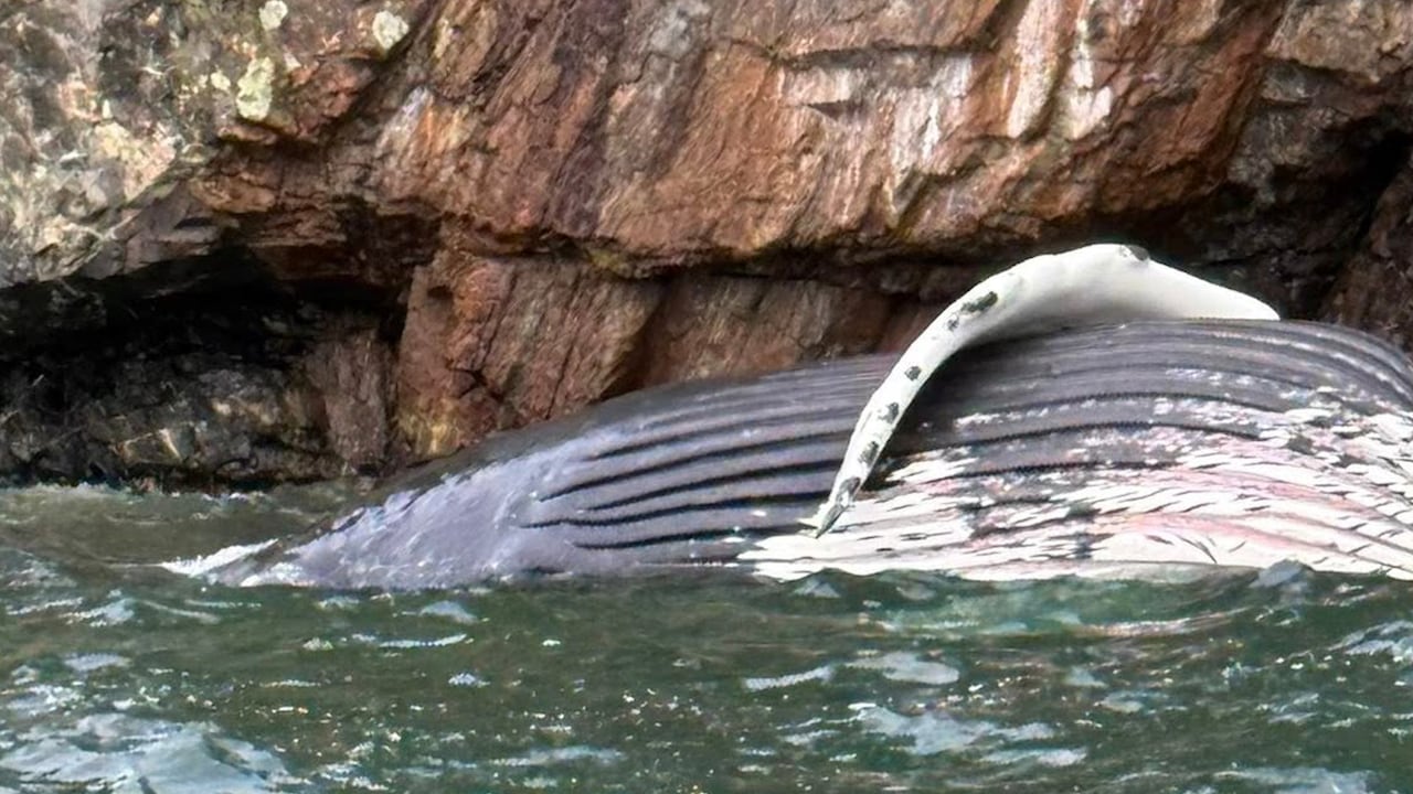 A humpback whale floats dead in the ocean.