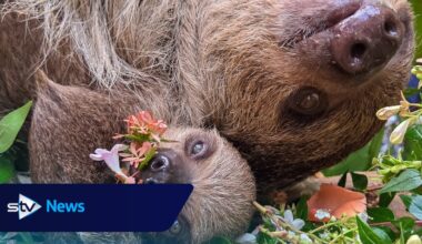 Scotland's first baby sloth celebrates World Sloth Day with a tasty treat
