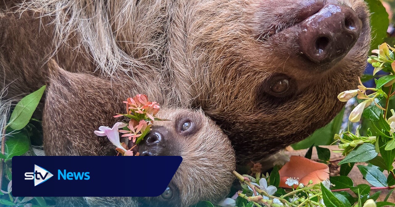 Scotland's first baby sloth celebrates World Sloth Day with a tasty treat