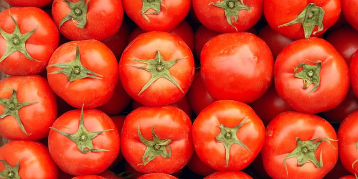 UK links Salmonella outbreak to Moroccan tomatoes